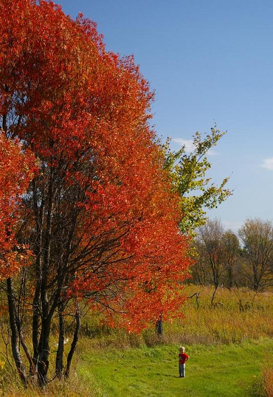 jamie red trees.jpg